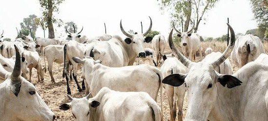 Livestock at a farm