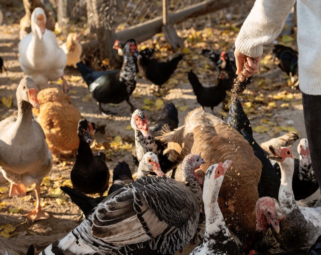 Poultry and livestock farming
